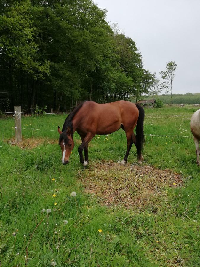 Tankefuld Living'S Horsefarm Svendborg Exterior foto
